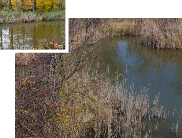 Retention Ponds